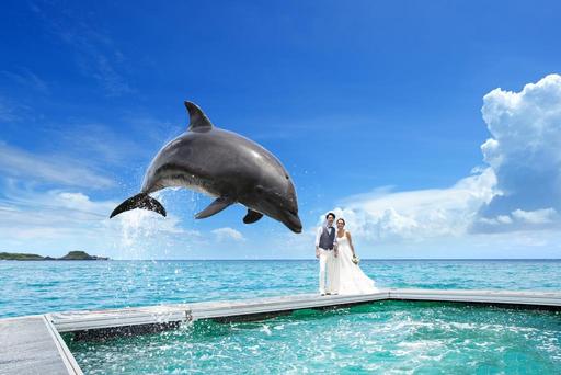 和海豚拍婚紗照是沖繩最夯的婚紗拍攝方式