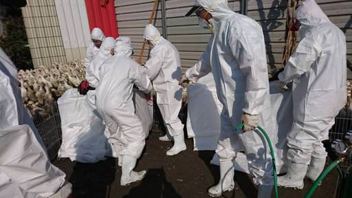 屏東縣於鹽埔鄉再檢出1場肉鴨場禽流感案例2