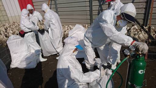 屏東縣於鹽埔鄉再檢出1場肉鴨場禽流感案例1