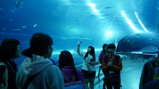 正修科大磨課師學員與魟魚、鯊魚共宿新奇體驗令人難忘。