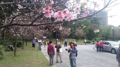 陽明山櫻花季