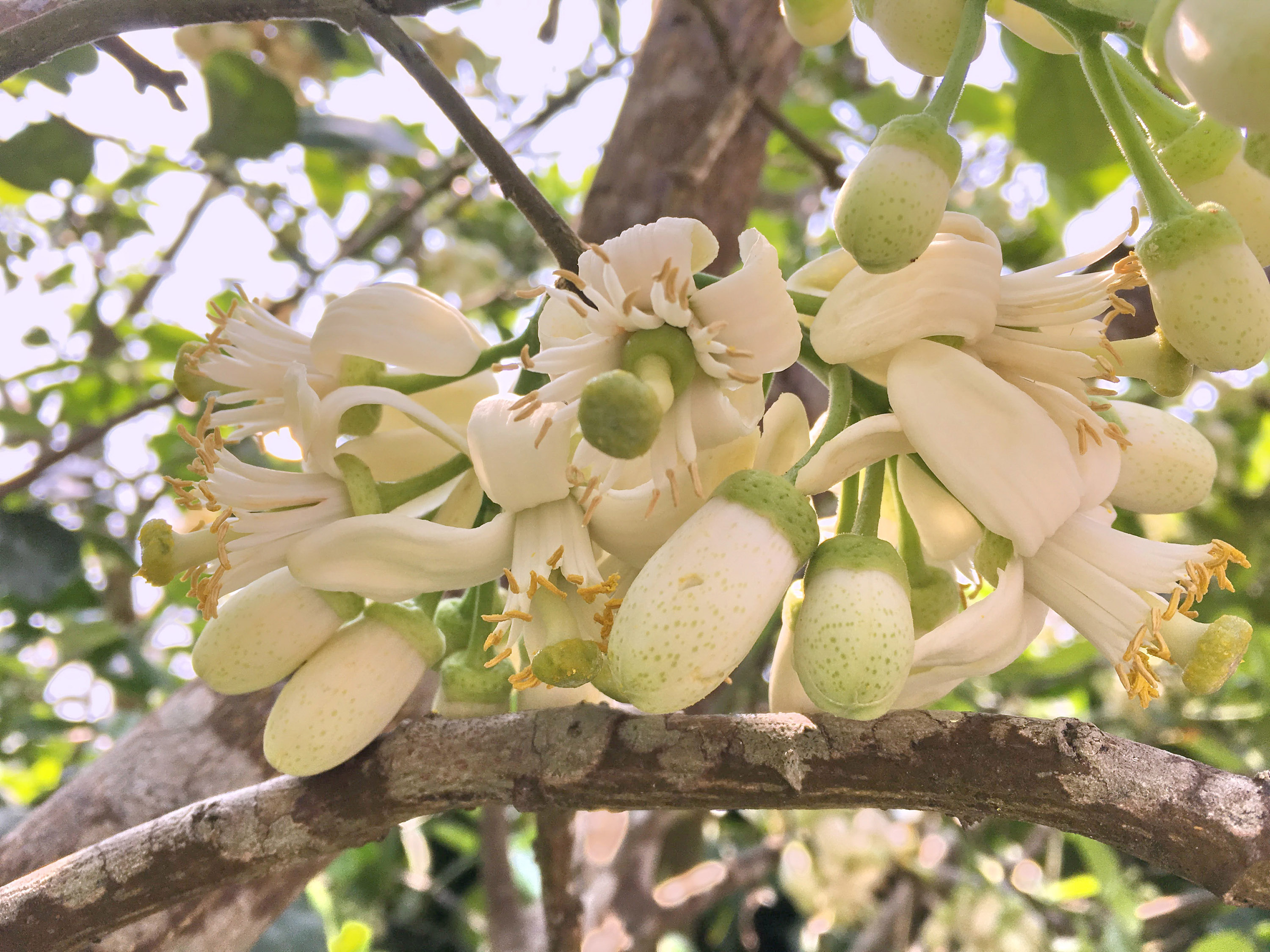 Pomelo flowers Focus Taiwan