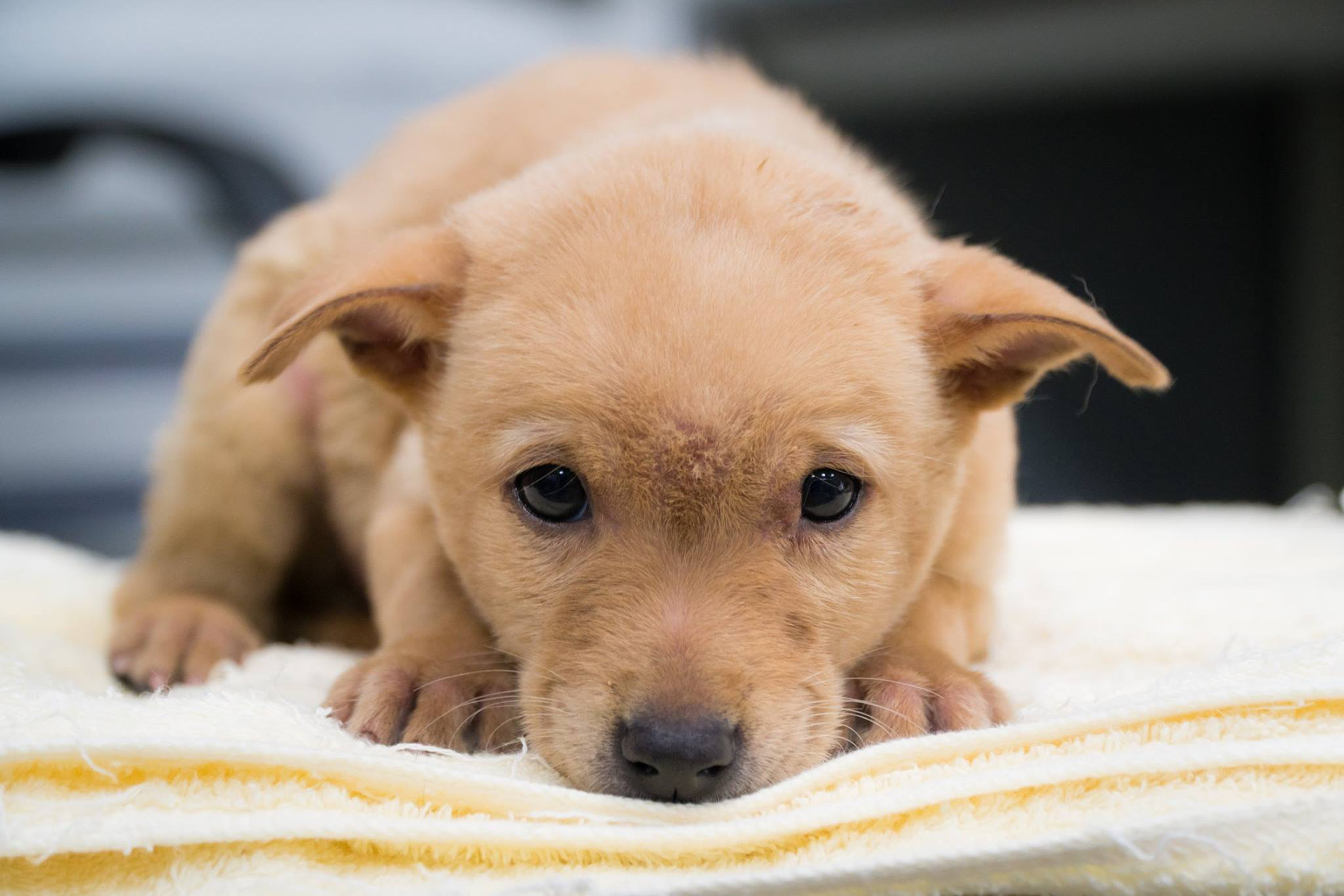 Rescued puppy Focus Taiwan