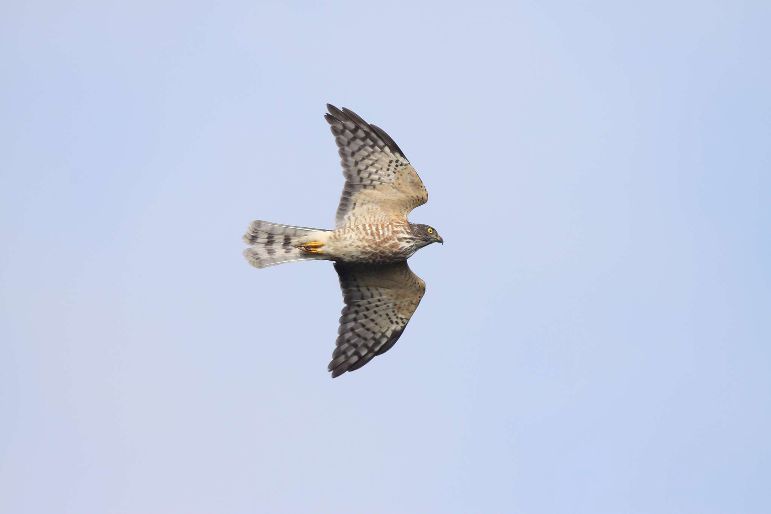 Chinese Sparrowhawk Focus Taiwan