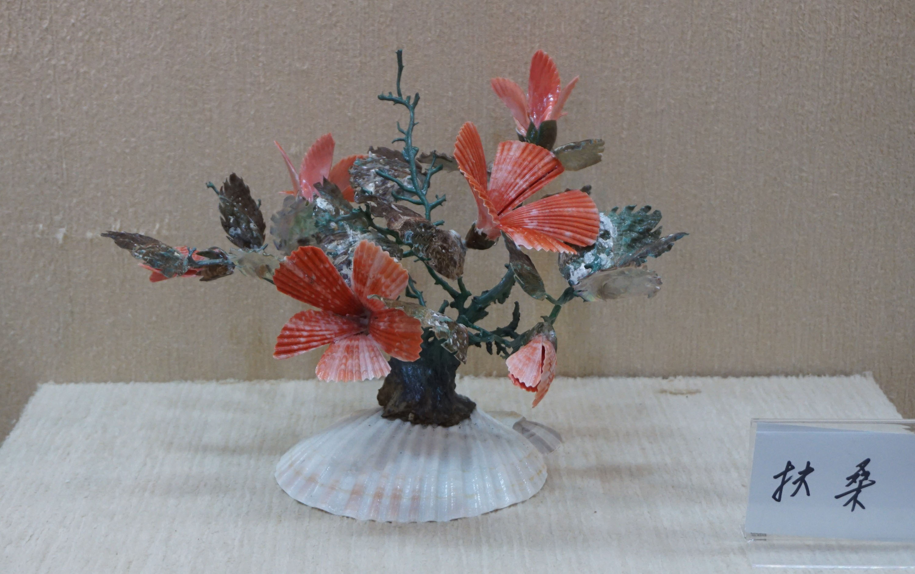 Sea shell flowers - Focus Taiwan