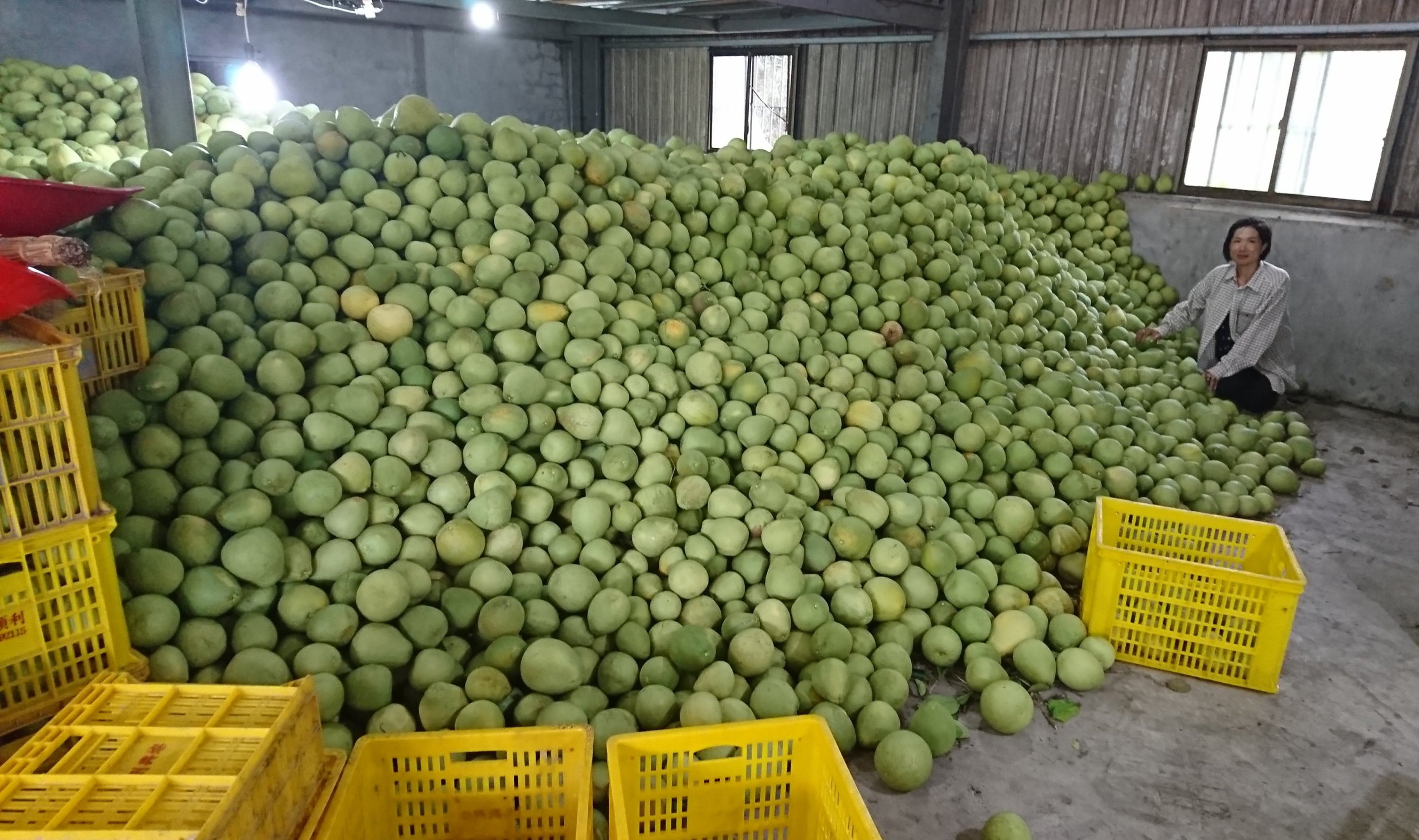 Pomelo stockpile Focus Taiwan