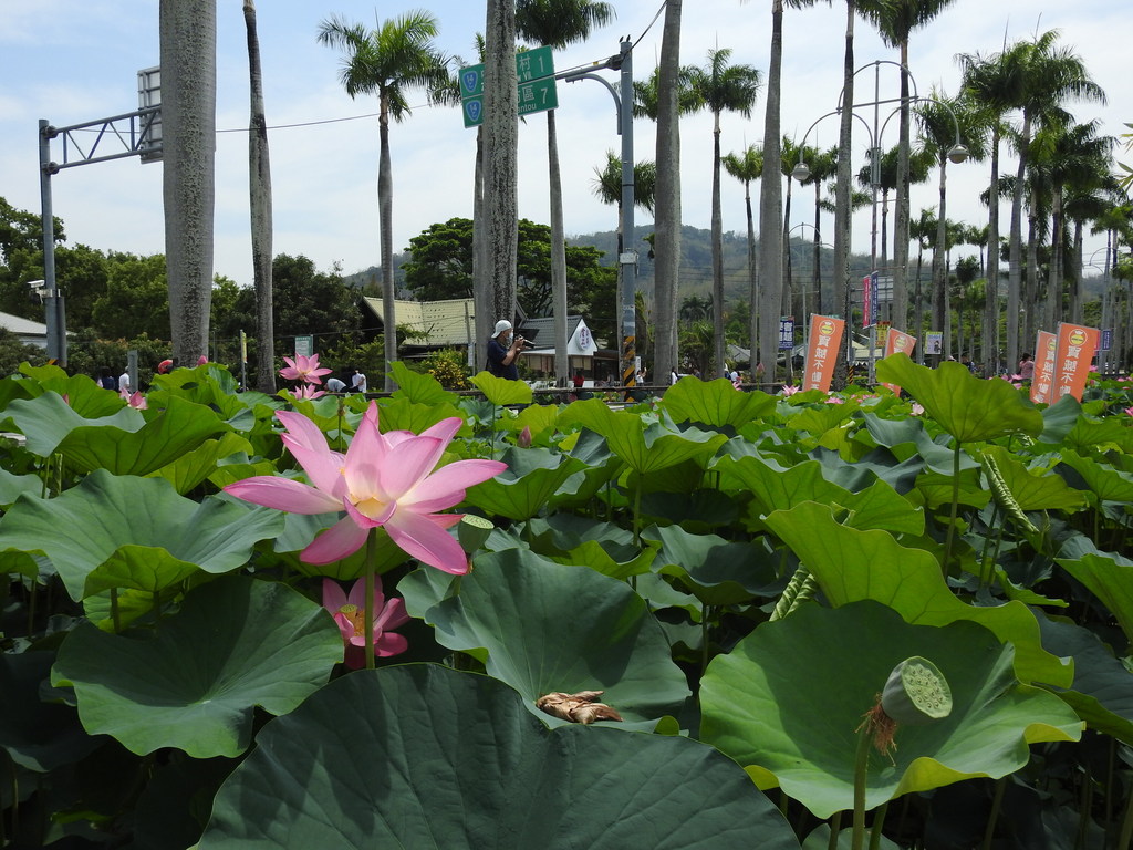 Roadside flowers