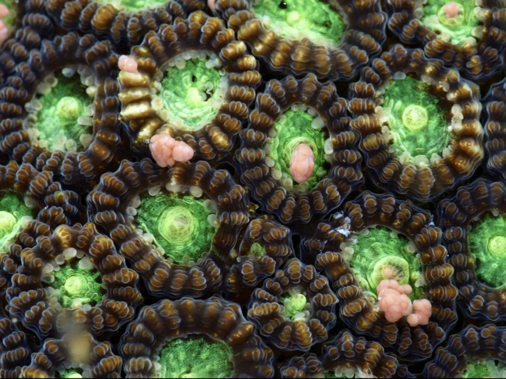 Coral spawning in Kenting