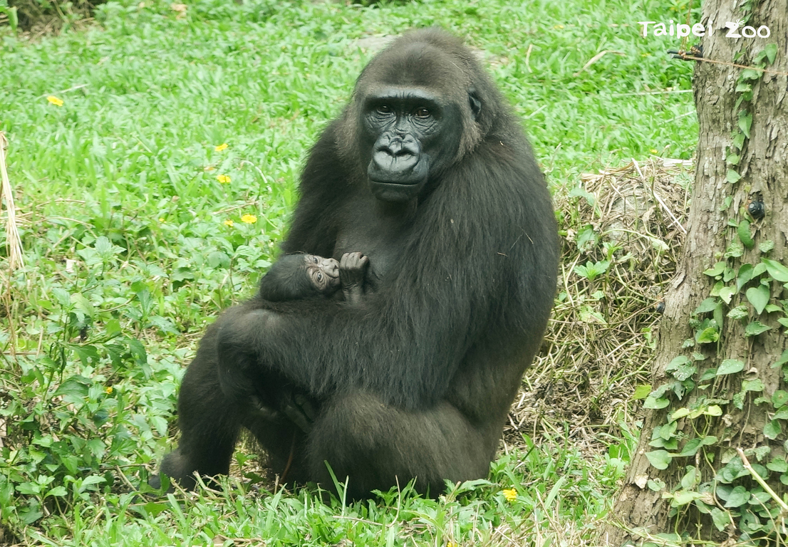 New Arrival At Taipei Zoo Focus Taiwan
