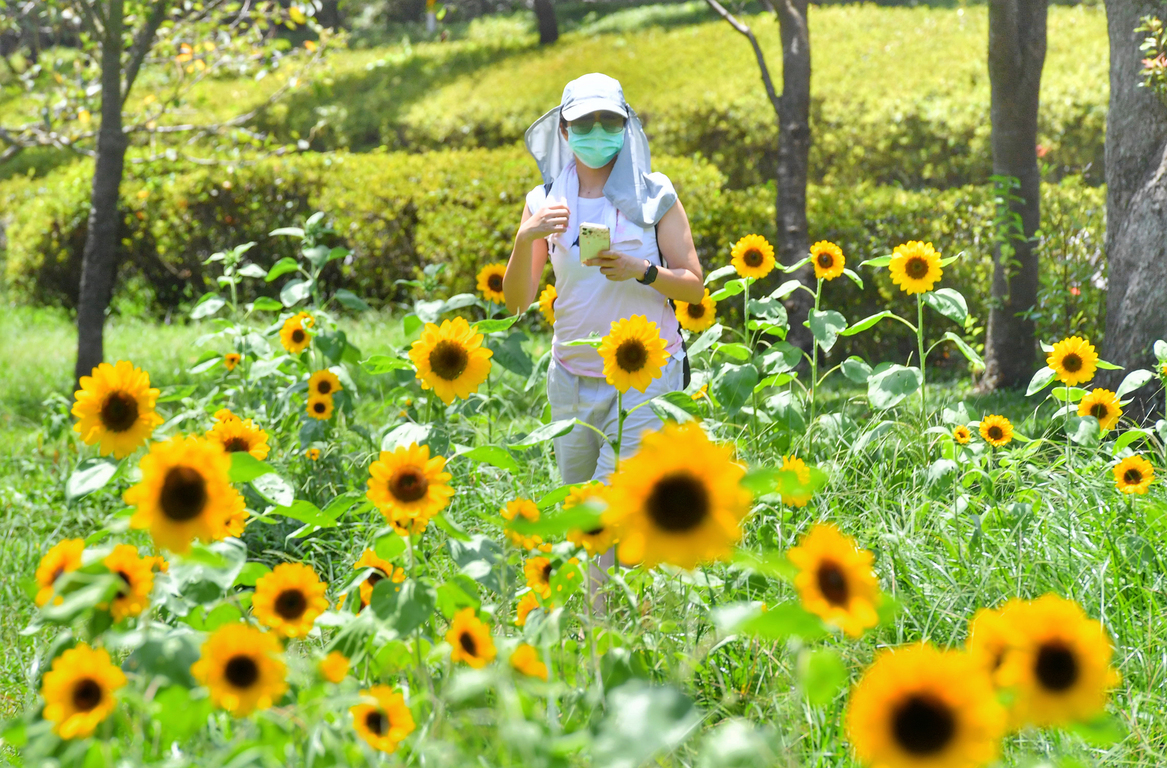 Sunflower field