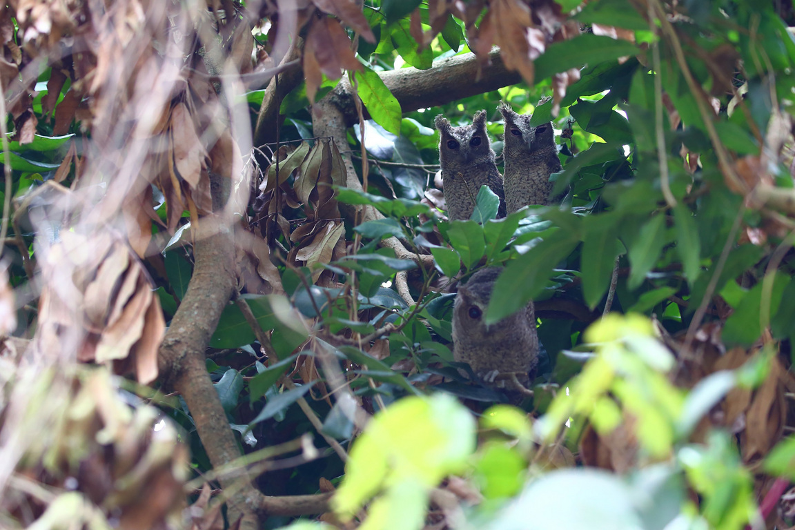 Natural pest control