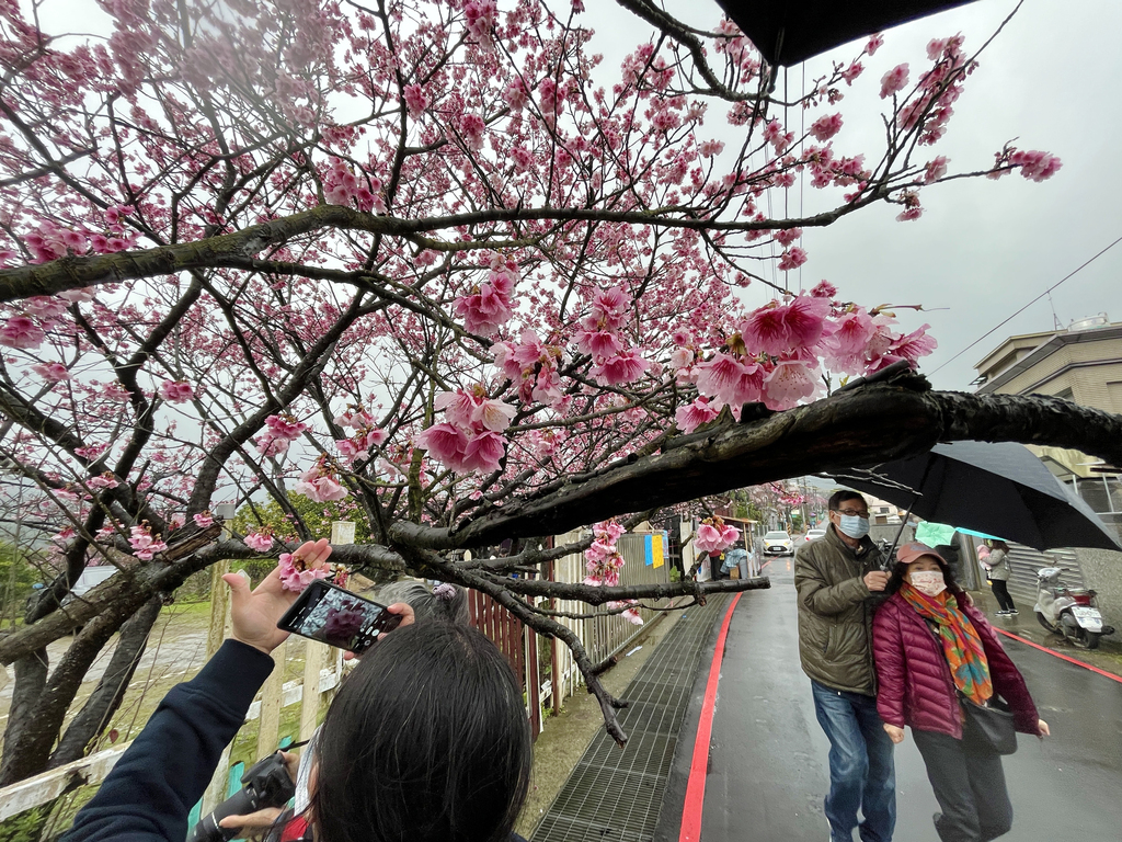 Cherry blossom lane on Yangmingshan