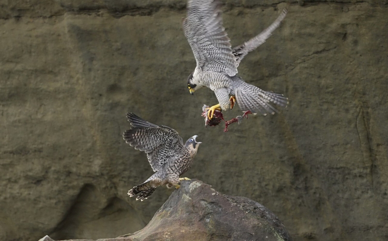 Falcon feeds its chick