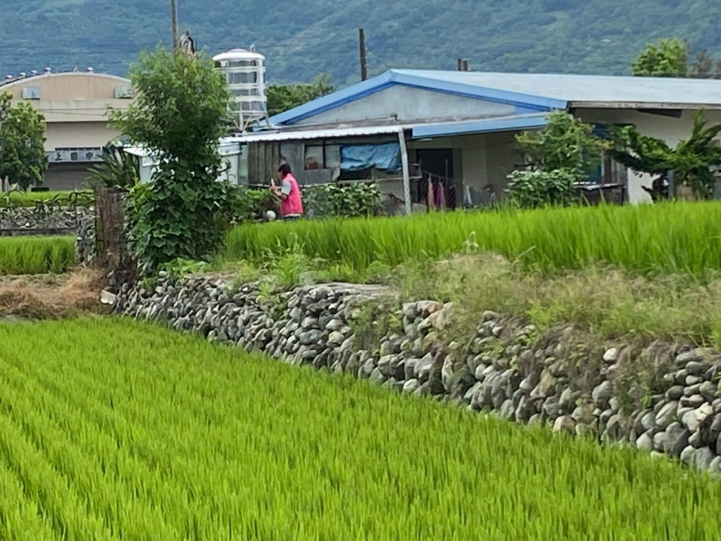 Rice blast warning