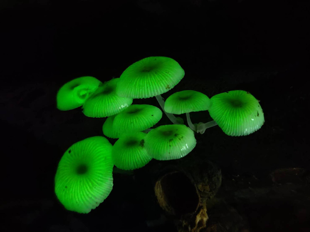 Glowing fungi