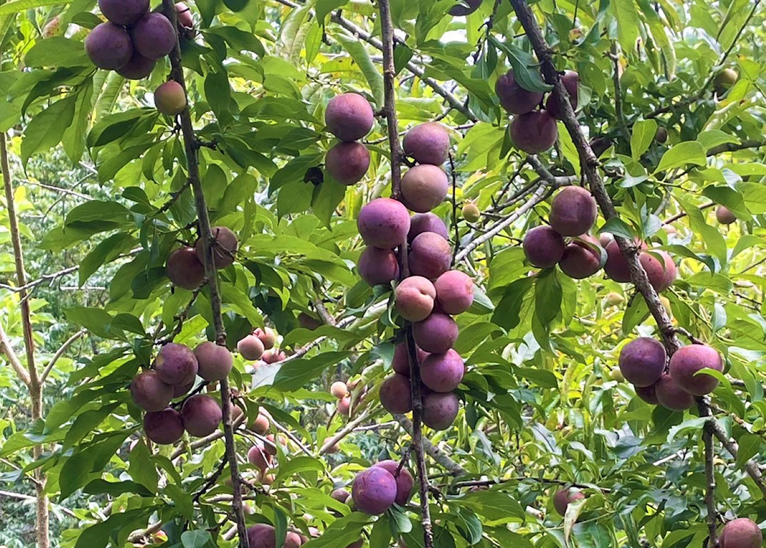 Plums in plum rain season Focus Taiwan