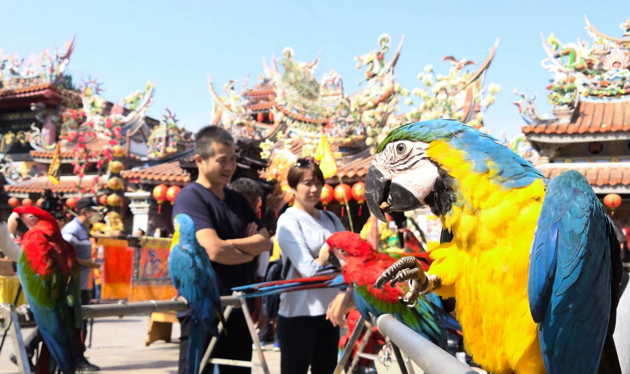 Ceremonial parrots