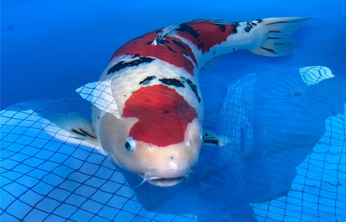 Koi champion - Focus Taiwan