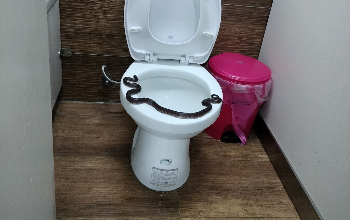 Snake in toilet