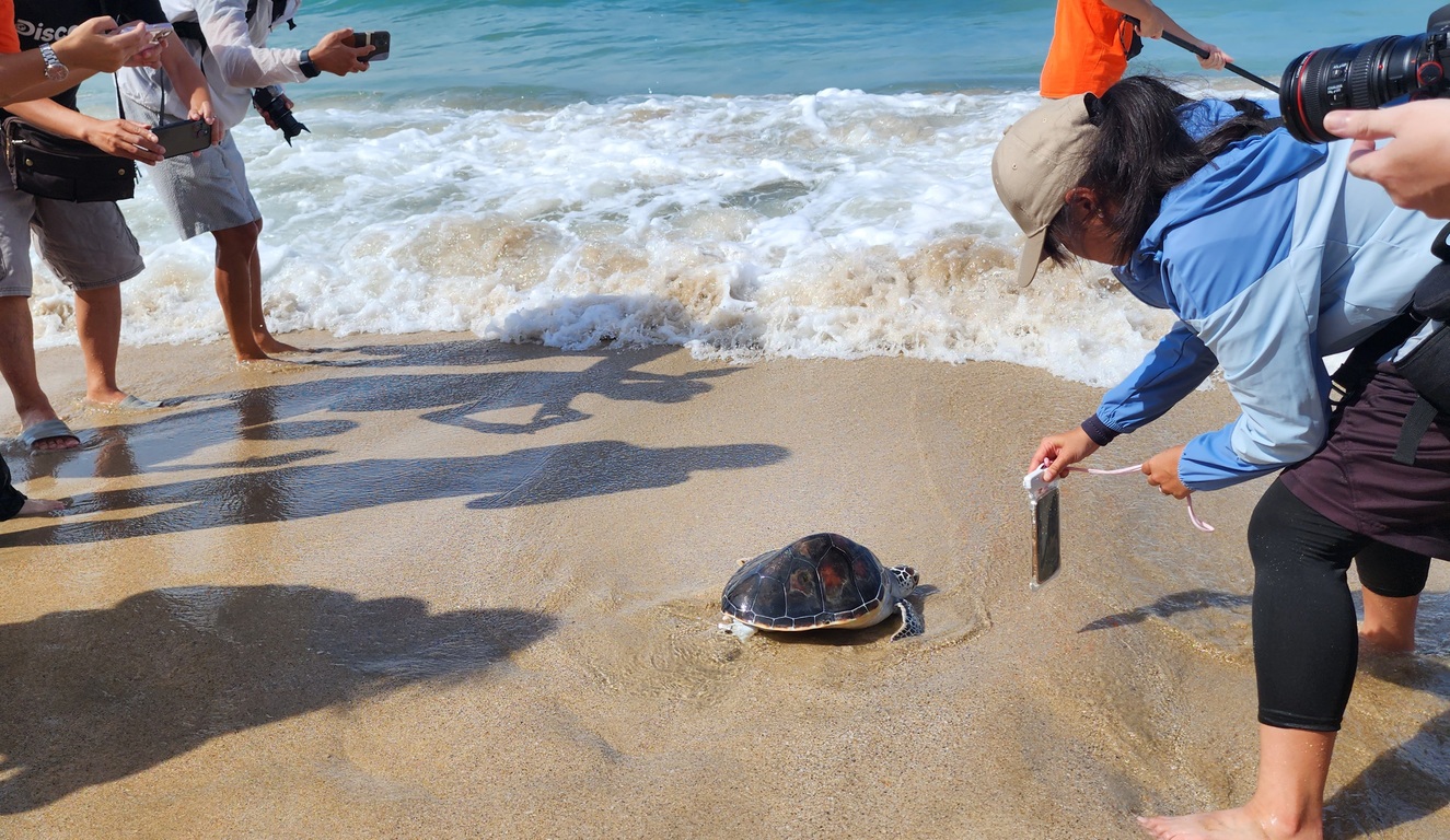 World Sea Turtle Day release