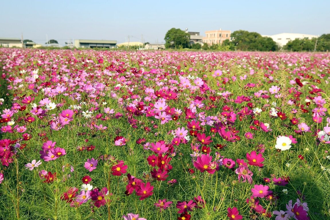 Bed of pink