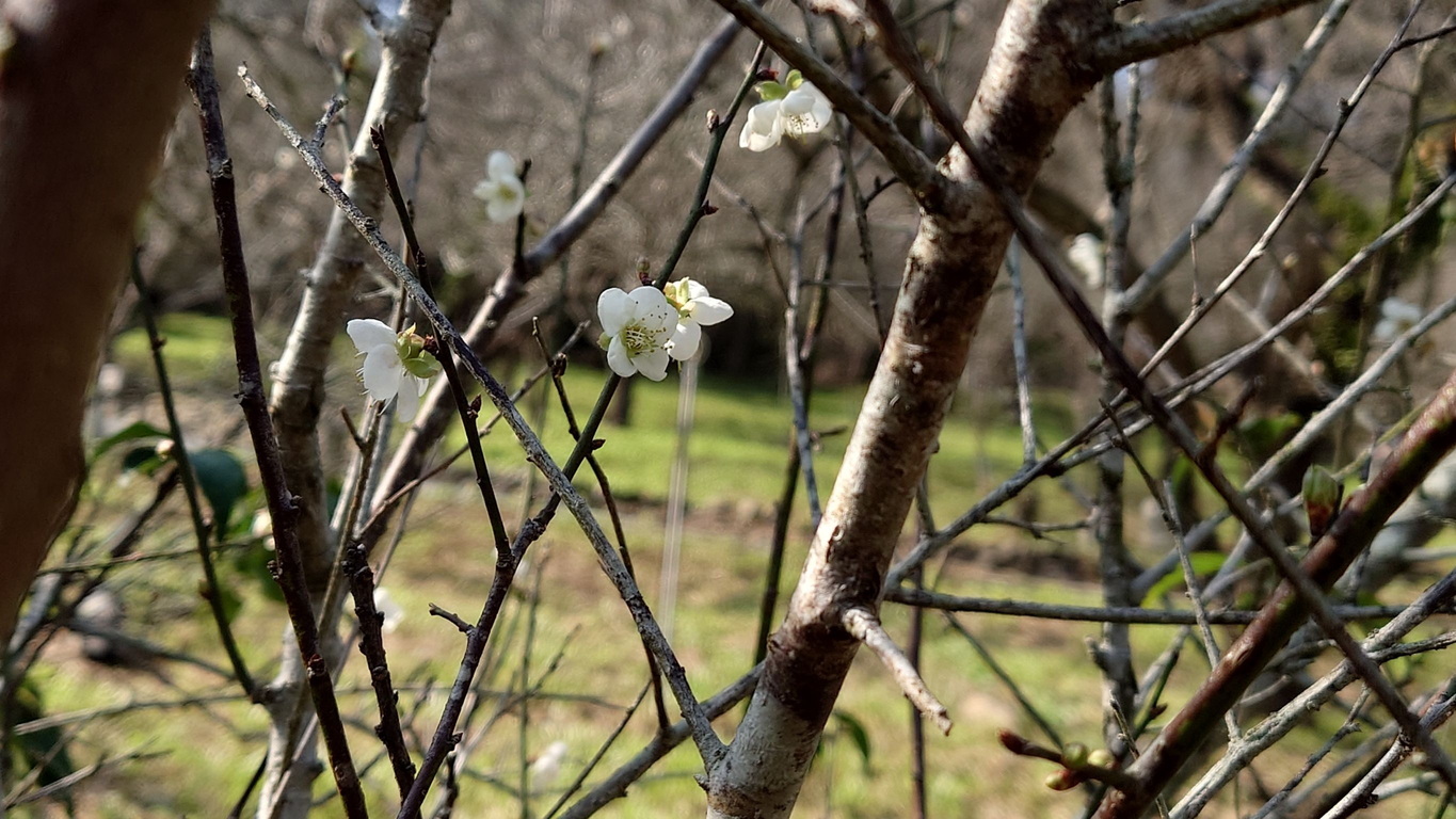 Plum blossoms in Chiayi