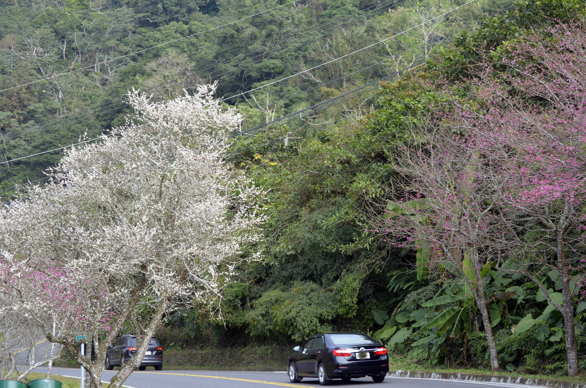 Cherry-plum blossom show