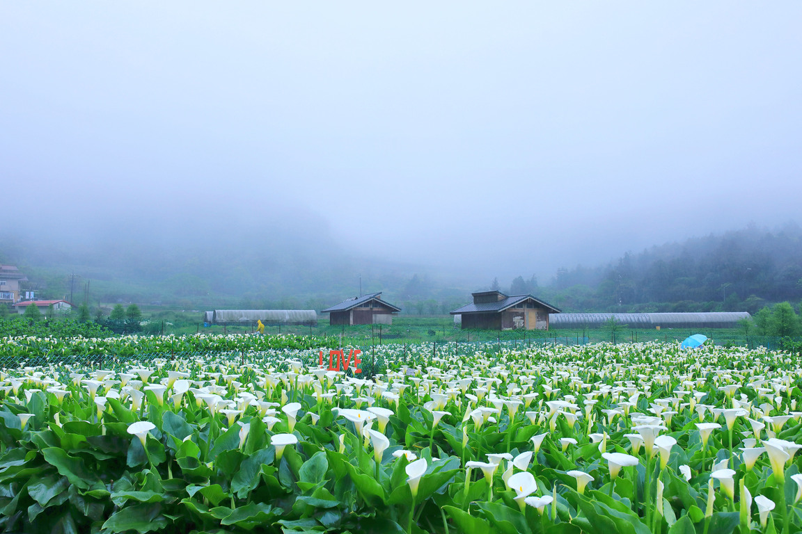 Calla lily bloom