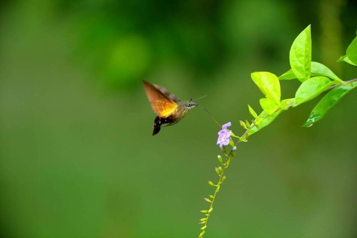 Sip of nectar