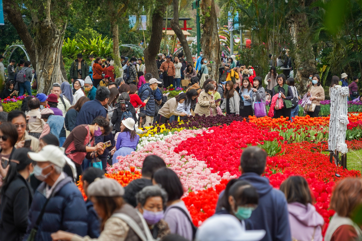 Tulip mania