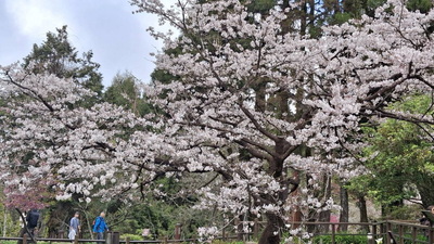 Alishan King of Sakura