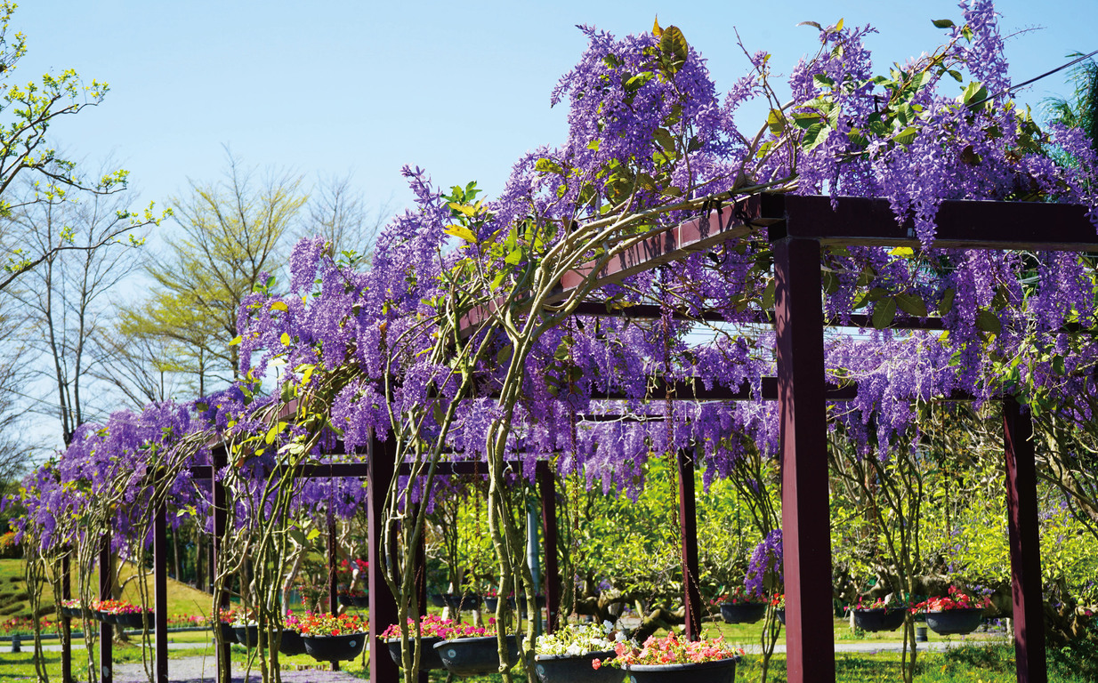 Prestigiously purple