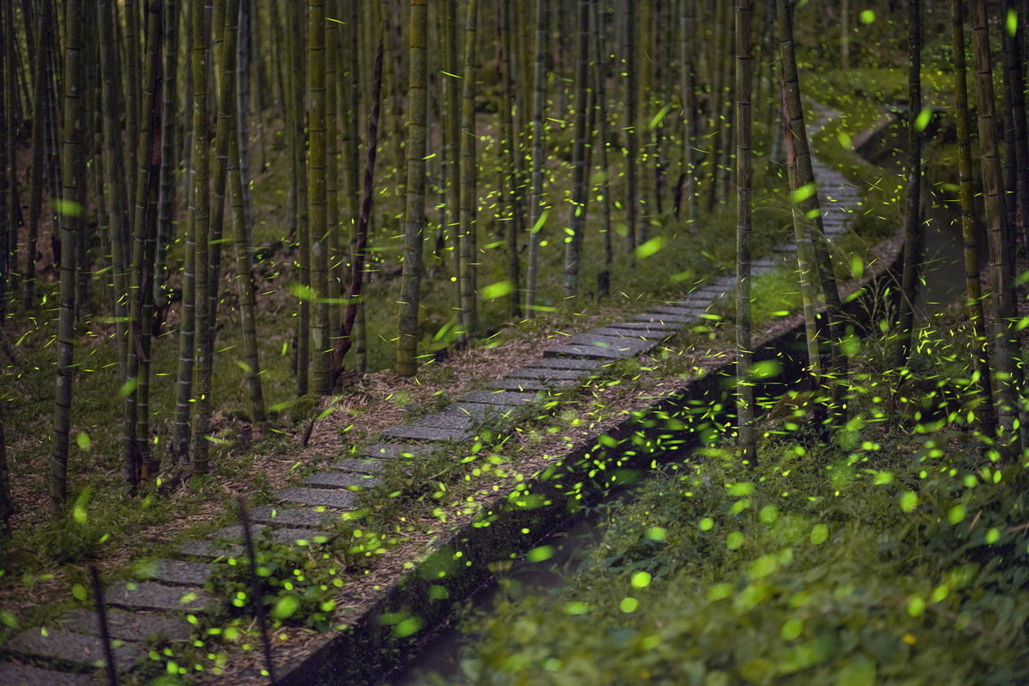 Nantou firefly viewing spot