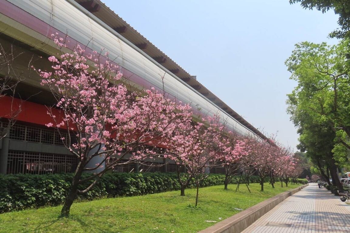 Taipei cherry blossoms
