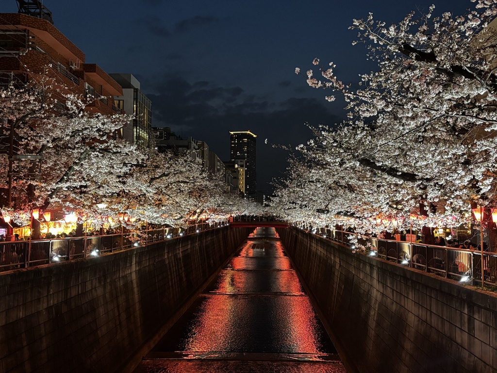 Tokyo cherry blossoms at night