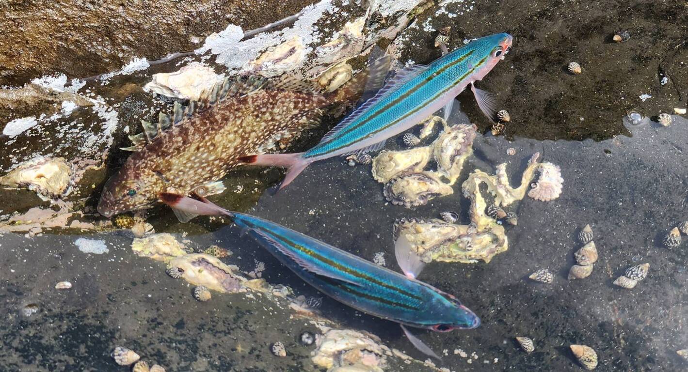 Good catch in Penghu