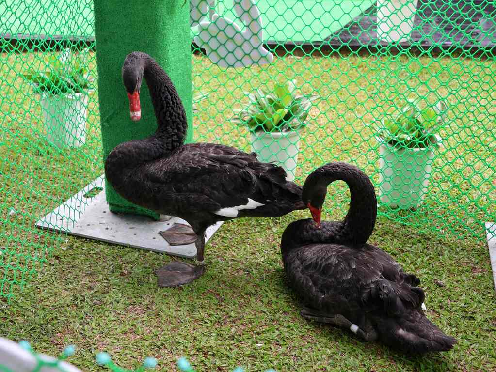 Black swans