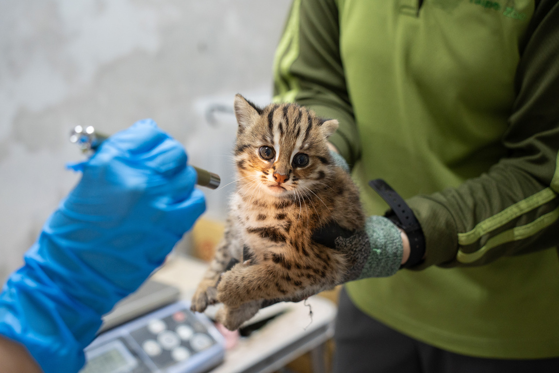 Naming leopard cat cubs