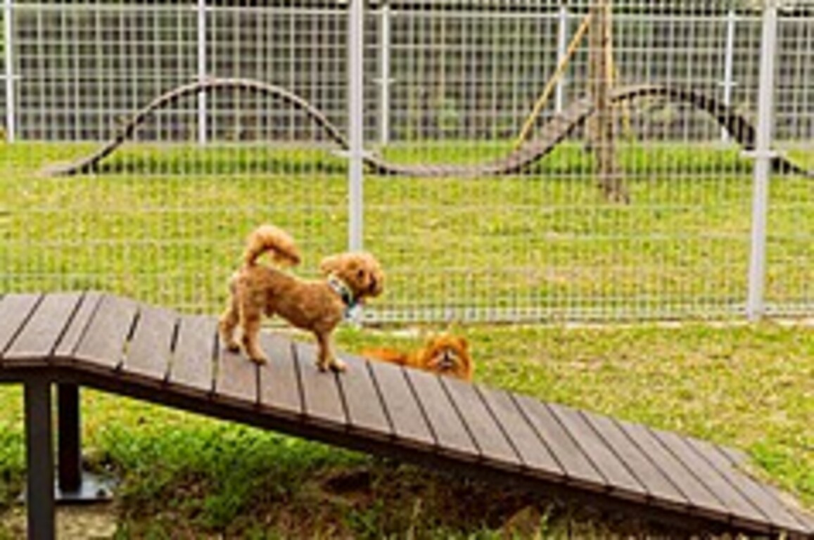 Pet playground
