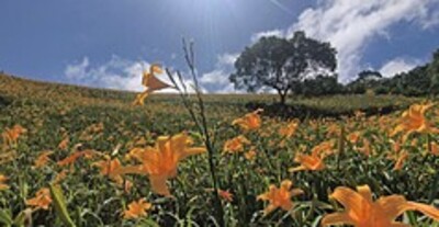 Daylilies in bloom
