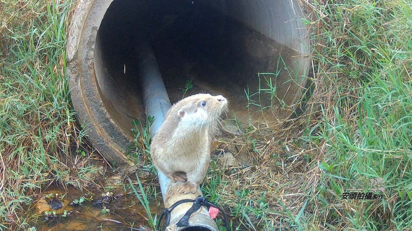 Otter spotted in Kinmen