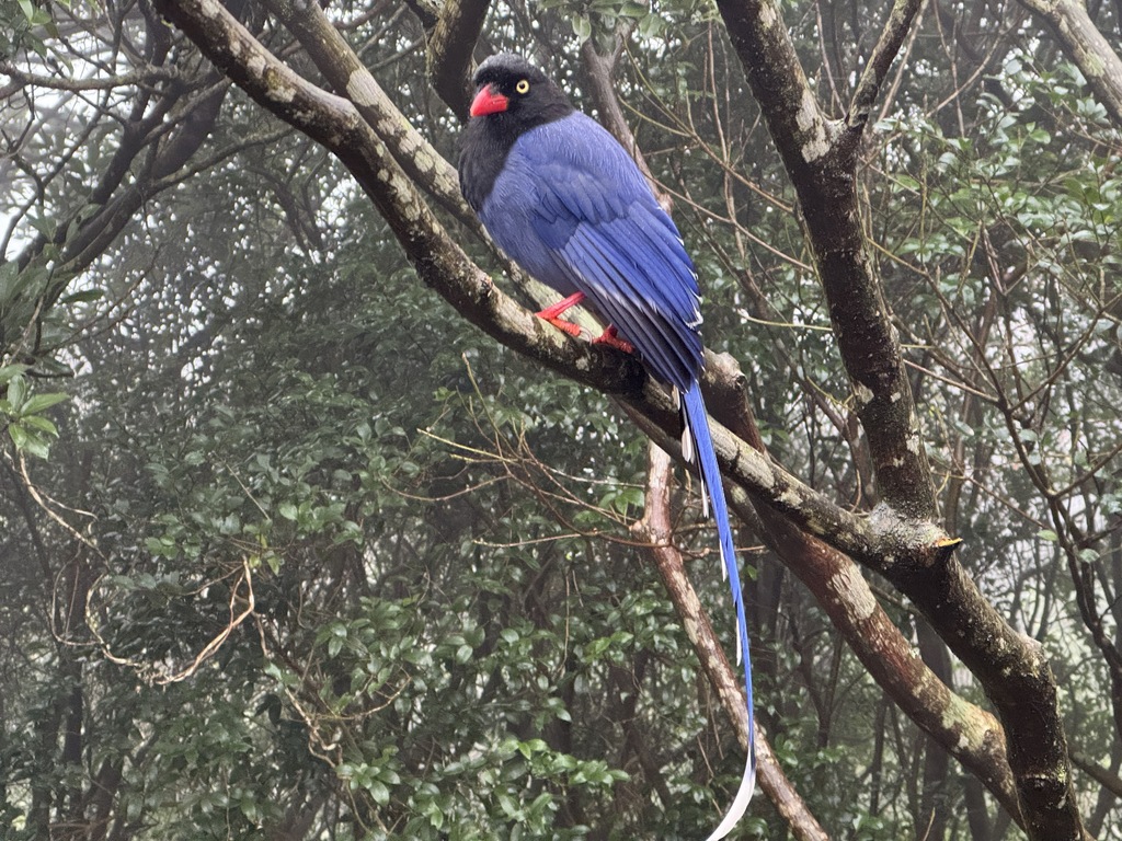 Taiwan endemic bird