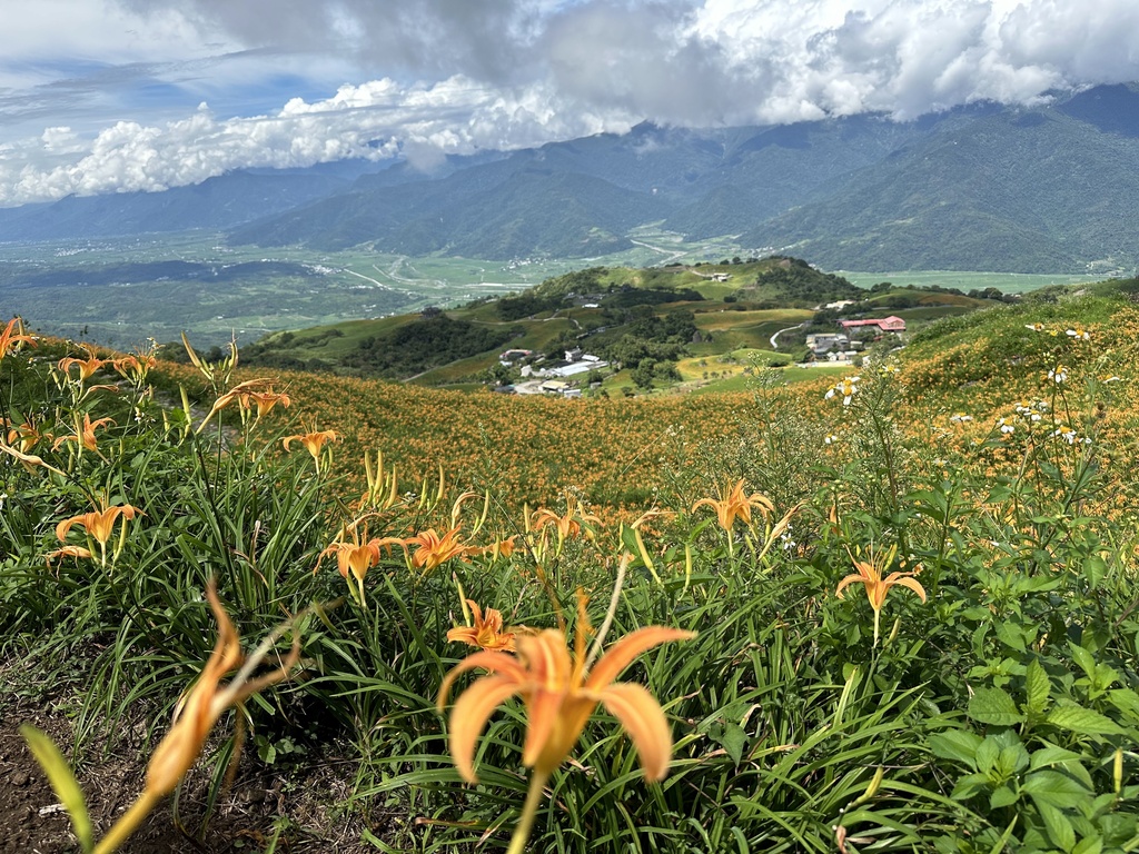 Sea of flowers