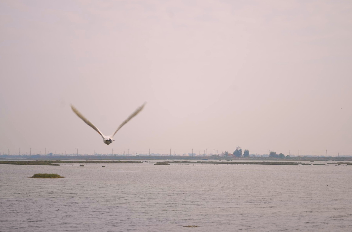 Flight over the wetlands
