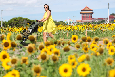 Bright as a sunflower