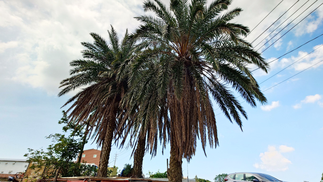 It does grow on trees