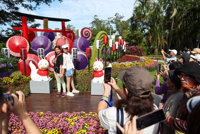 Chrysanthemum celebration