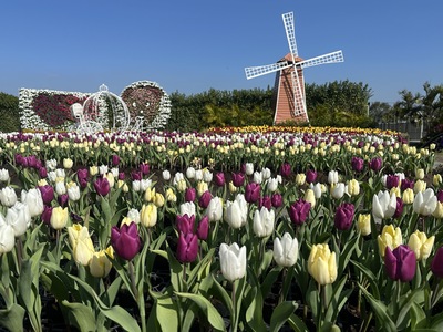 Tulips in bloom