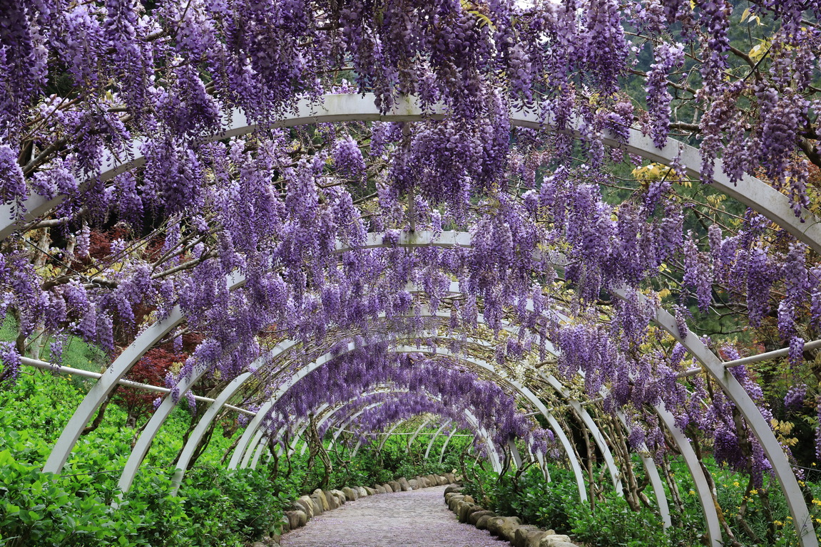Purple tunnel