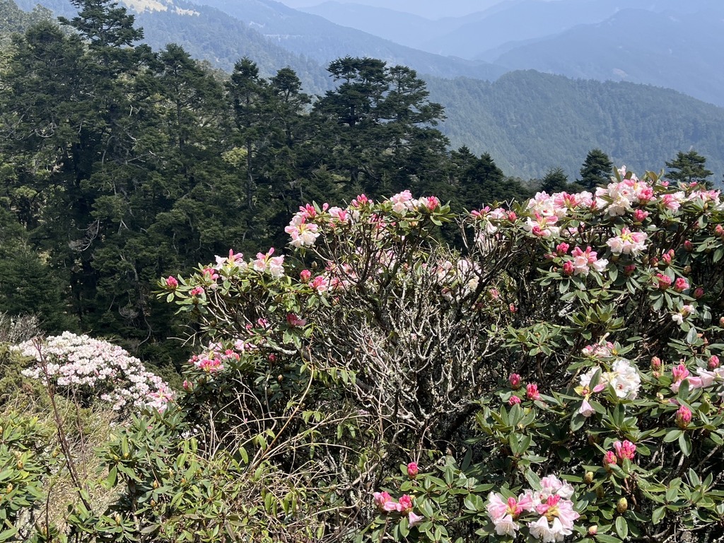 Spring on Hehuanshan